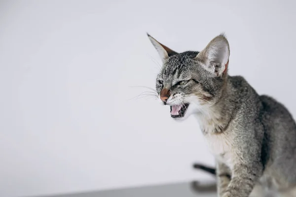 Angry wild cat looking to the side with expressions, isolated on white background. Space for text. Abyssinian Chausie cat.