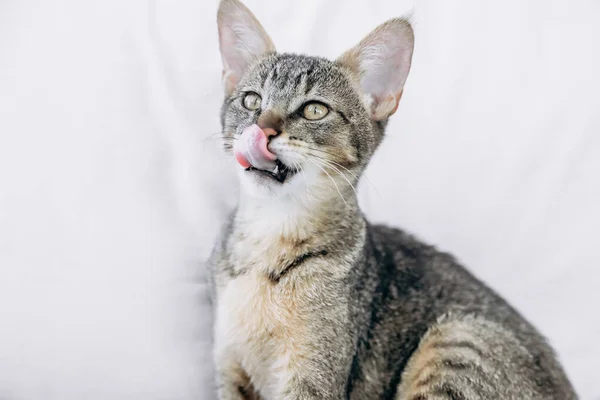Anak Kucing Liar Lapar Menjilati Hidungnya Dengan Latar Belakang Putih — Stok Foto