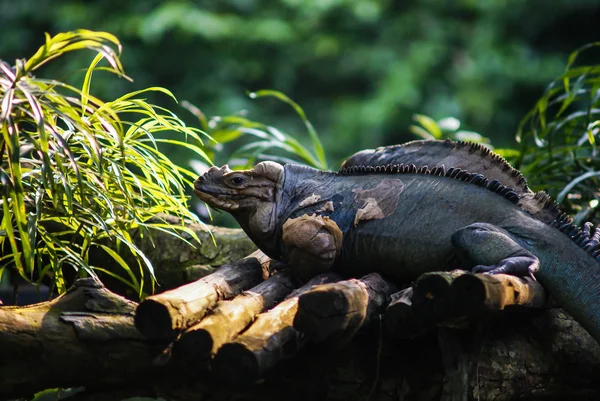 Iguana sentada na madeira — Fotografia de Stock