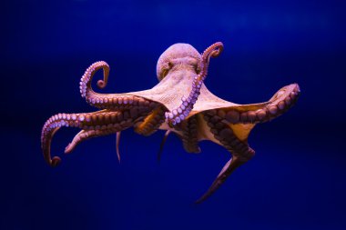 Common octopus (Octopus vulgaris) clipart