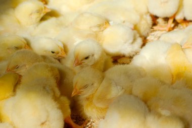 tavuk kümesi doğal güneş ışığı ile Chicks