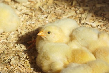 tavuk kümesi doğal güneş ışığı ile Chicks