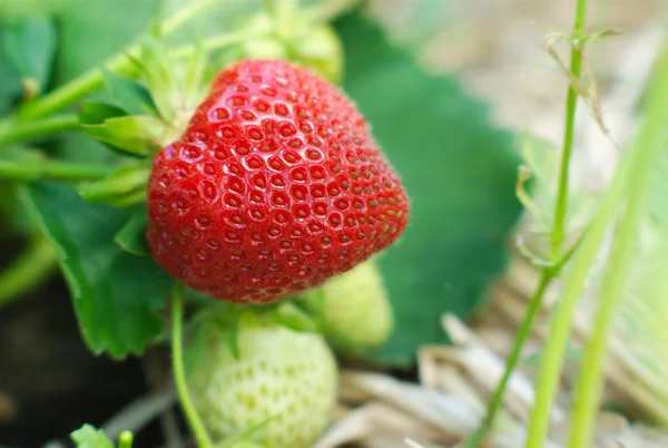 Erdbeerpflanze Nahaufnahme rote Früchte im Feld Makro — Stockfoto