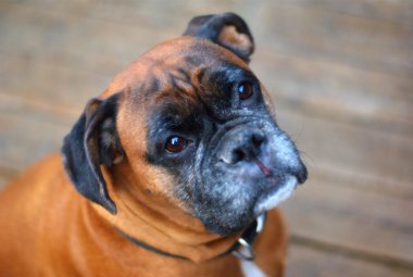 Boxer Köpek portre 