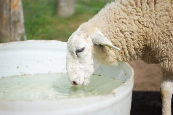 Får dricksvatten i en hink på gården — Stockfoto