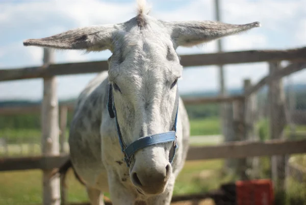 Burro com orelhas planas em recinto na fazenda — Fotografia de Stock