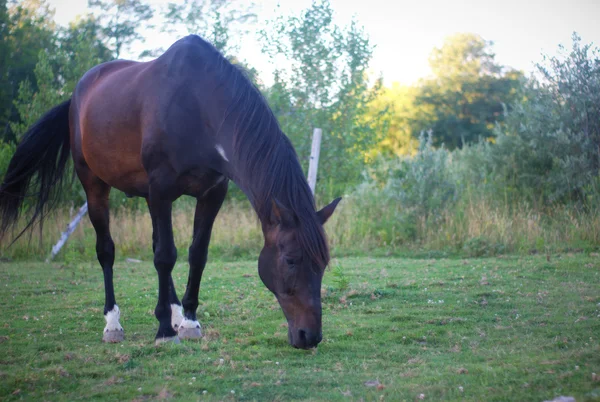 フィールドの草を食べる馬 — ストック写真