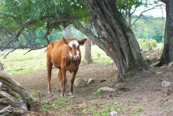 Vacca marrone e bianca sotto un albero in un campo — Foto Stock