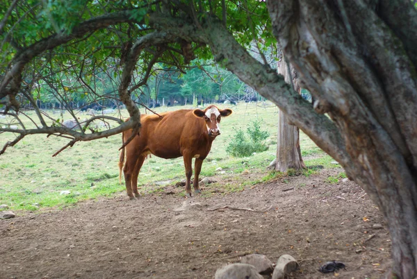 Vache brune et blanche sous un arbre dans un champ — Photo