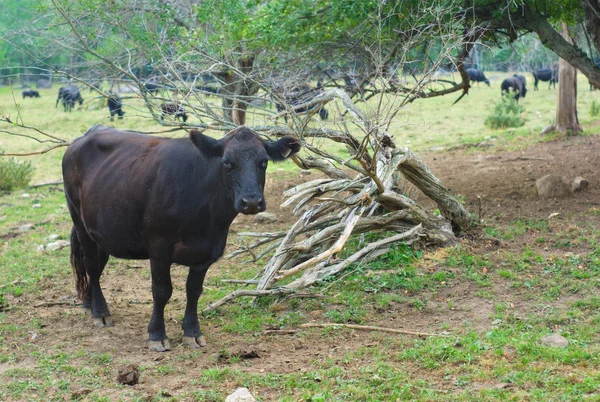 フィールド、群れ草や木の黒牛 — ストック写真