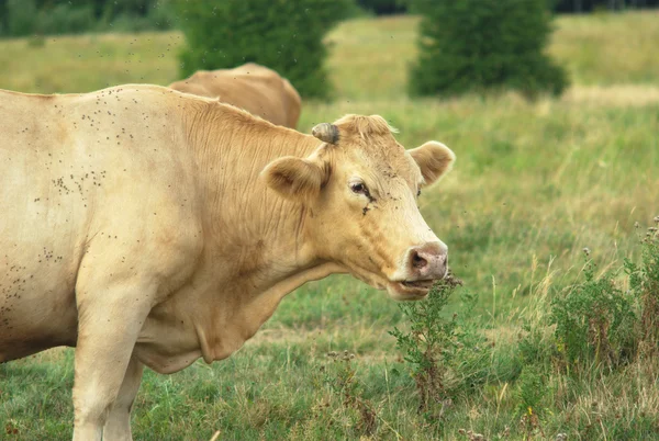 Vache blonde ruminant dans un champ — Photo