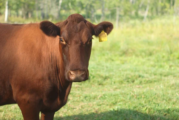 Vache brune sur champ vert, scène de campagne — Photo