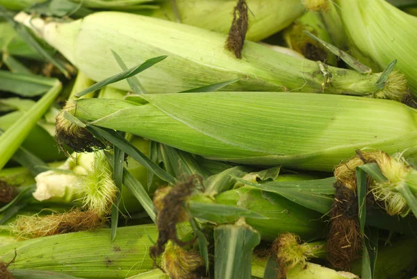 Espiga de milho verde no mercado visão completa — Fotografia de Stock
