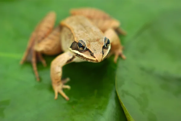 Brauner Waldfrosch auf Blatt in einem Teich — Stockfoto