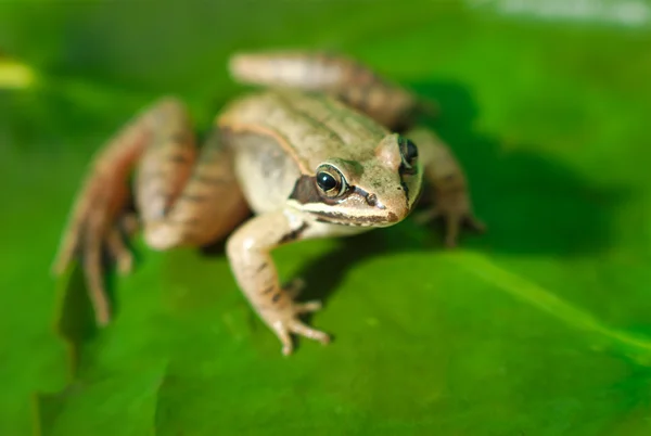 Brauner Waldfrosch auf grünem Blatt in einem Teich — Stockfoto