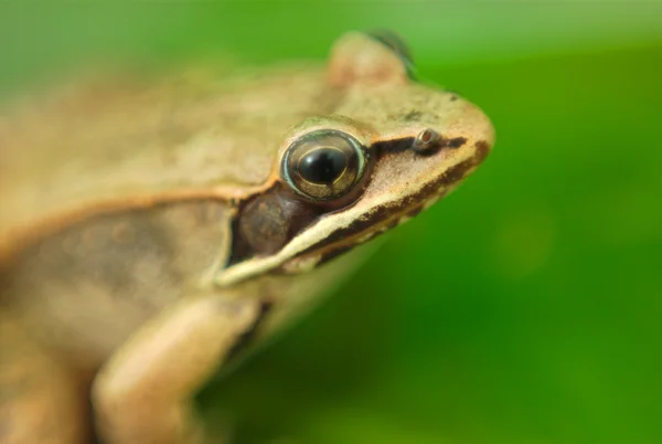 Brauner Holzfrosch auf grünem Seerosenblatt in der Natur — Stockfoto