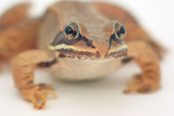 Brauner Frosch auf weißem Hintergrund, Holzfrosch Nahaufnahme — Stockfoto