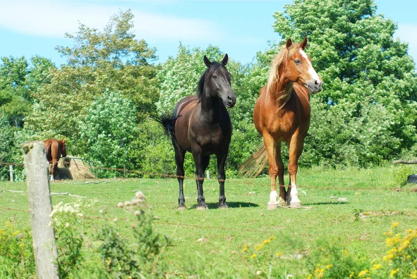 Cavalos no campo do recinto — Fotografia de Stock