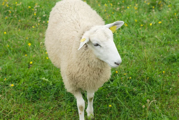 Witte schapen gezicht in de buurt van een muur van de schuur — Stockfoto