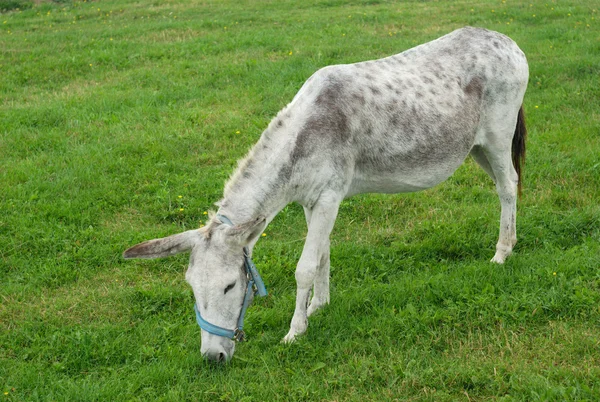 Grauer Esel frisst Gras auf einem Feld — Stockfoto