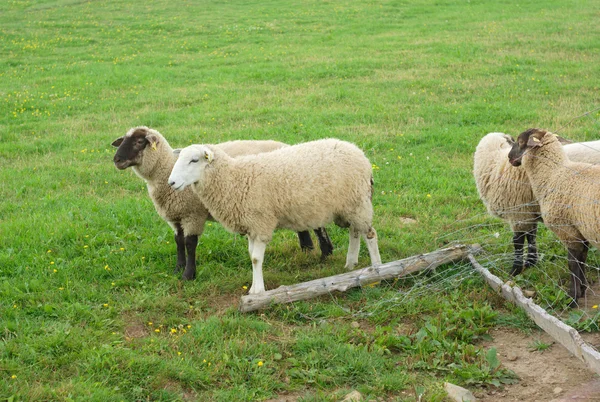 Många fåren stående på ett grönt fält — Stockfoto