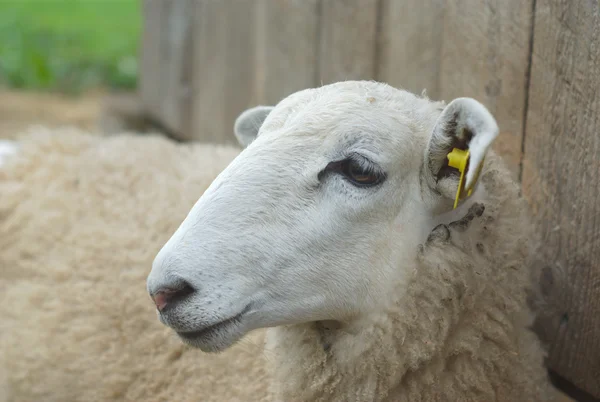 Białe owce portret twarz odpoczynku z bliska — Zdjęcie stockowe