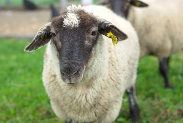 Zwarte geconfronteerd schapen in veld op de boerderij — Stockfoto