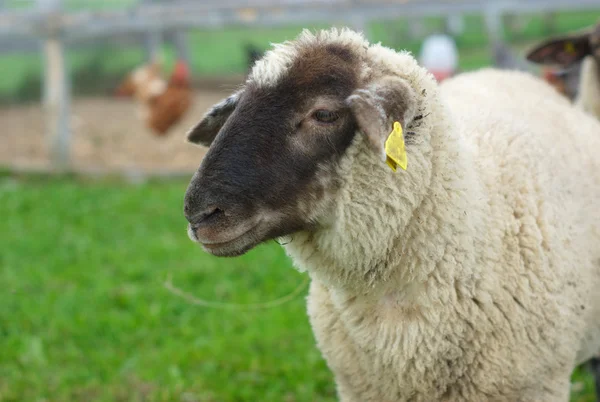 Чорна голова біла вівця в полі — стокове фото