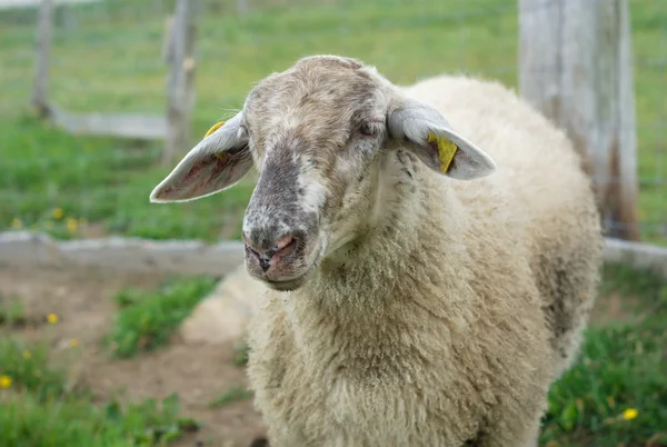 Sheep in enclosure green field — Stock Photo, Image