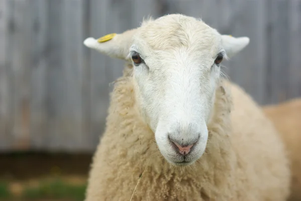 Białe owce portret twarz zbliżenie na farmie — Zdjęcie stockowe