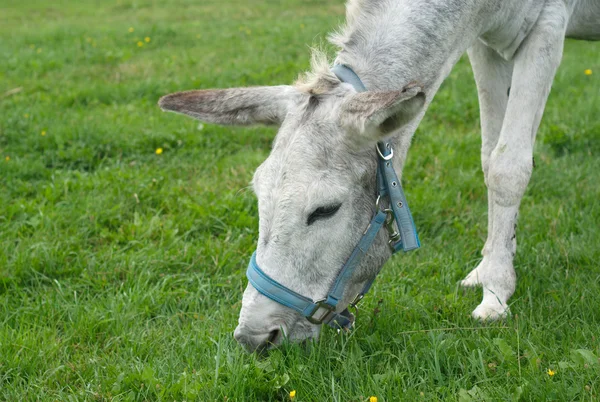 gray donkey eating grass