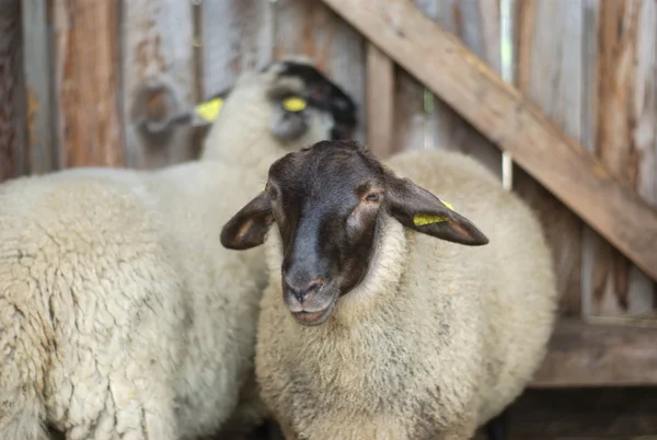 Twee sheeps in schuur zwart hoofd wit bont — Stockfoto