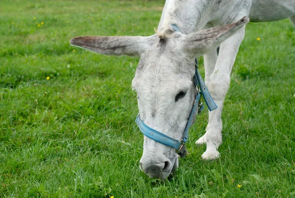 Gray donkey eating grass — Stock Photo, Image