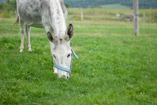 Gray donkey eating grass in a green field enclosure — Stock Photo, Image