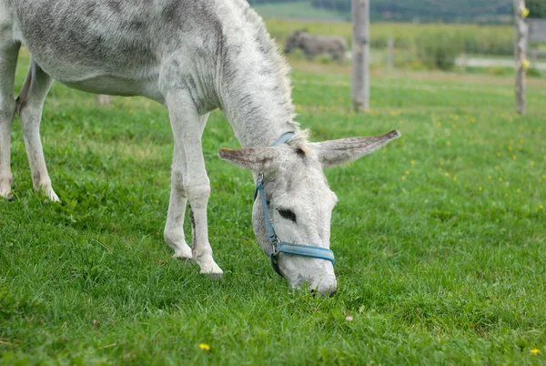 Burro cinza comendo grama em um recinto de campo verde — Fotografia de Stock