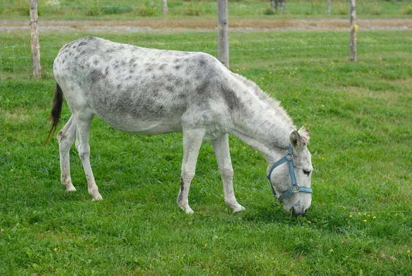 Burro cinzento pastando no campo verde do recinto — Fotografia de Stock