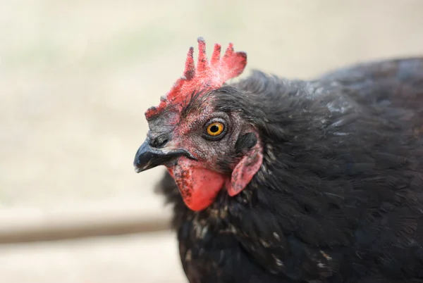 Fekete csirke tyúk portré szürke háttér — Stock Fotó
