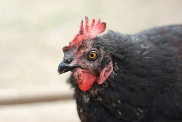 black chicken hen portrait on gray background