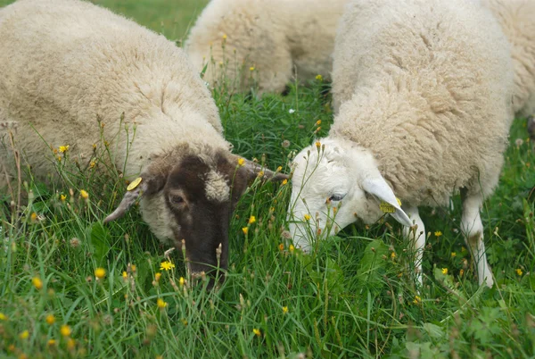 Schapen grazen in een groen veld — Stockfoto