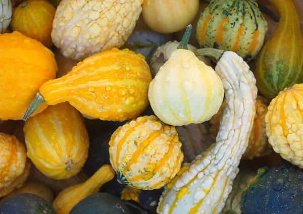 halloween or thanksgiving many kind of squash pumpkins in october or november