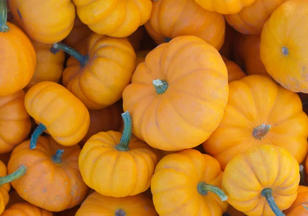 Calabacitas calabazas en la vista de cultivos del mercado para Halloween o Acción de Gracias —  Fotos de Stock