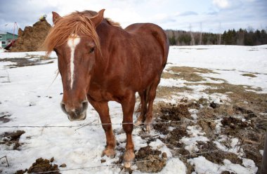 Kahverengi at kışın kar çiftliğinde duruyor.