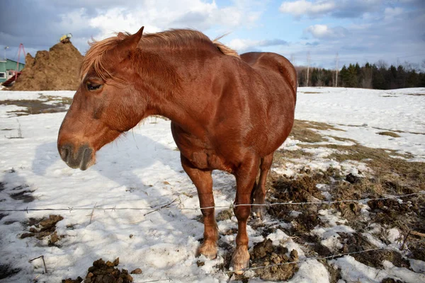 At kışın karlı çiftlikte duruyor, hayvan çiftliğinde.