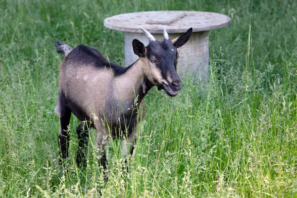 Capra Nera Campo Verde Agricoltura Prato Campagna Agricoltura — Foto Stock