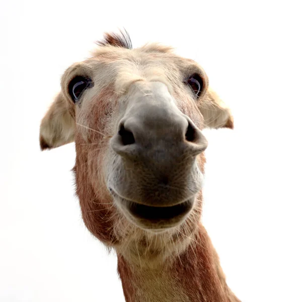 Grappig Ezel Witte Achtergrond Boerderij Zoogdieren Dier — Stockfoto