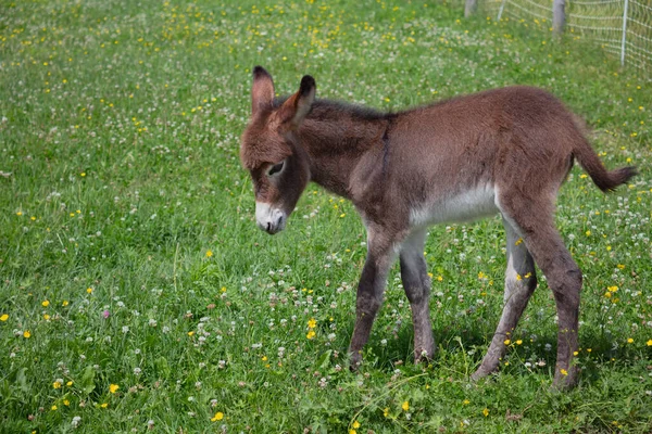 Ung Åsna Grönt Fält Landsbygd Gård Baby Djur Åsna Boskap — Stockfoto