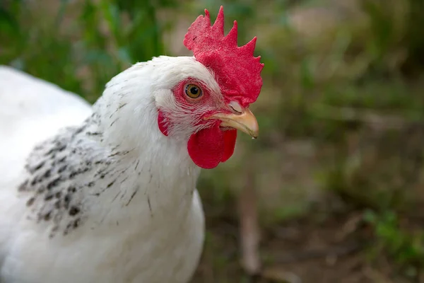 Poule Poulet Dans Nature Extérieur Agriculture Biologique Agricole — Photo