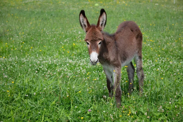 Baby Åsna Gröna Fält Gård Däggdjur Unga Djur Betesmark — Stockfoto