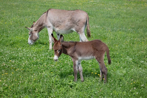 Dos Burros Jóvenes Campo Verde Granja Bebé Animal Burro Ganado —  Fotos de Stock