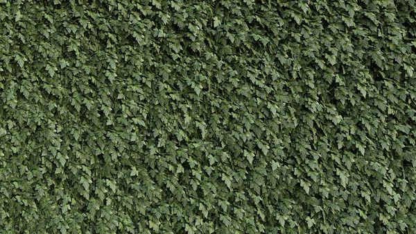 Mur Feuilles Vigne Pleine Texture Verte Fond Jardin Feuillage Nature — Photo